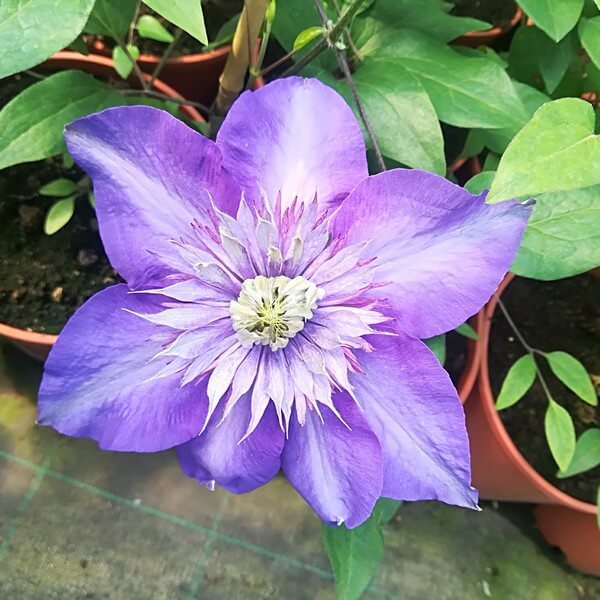 Clematis Multi Blue (wielkokwiatowy) PEŁNY poj. 2l - obrazek 4