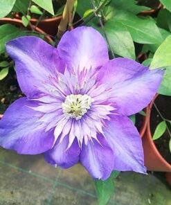 Clematis Multi Blue (wielkokwiatowy) PEŁNY P9/C1 - obrazek 5