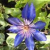 Clematis Multi Blue (wielkokwiatowy) PEŁNY P9/C1