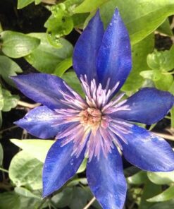 Clematis Multi Blue (wielkokwiatowy) PEŁNY P9/C1