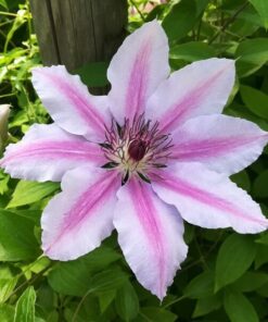 Clematis Nelly Moser (wielkokwiatowy) poj, 4L - obrazek 4