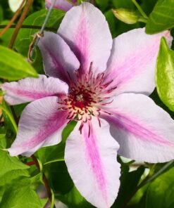 Clematis Nelly Moser (wielkokwiatowy) P9/C1 - obrazek 4