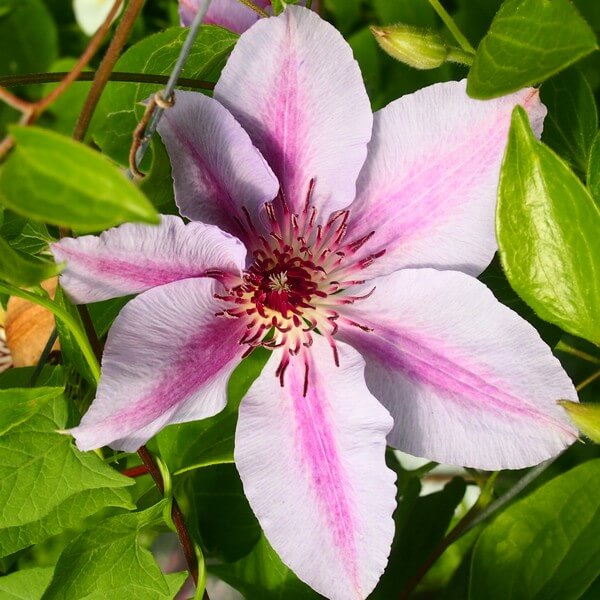 Clematis Nelly Moser (wielkokwiatowy) P9/C1 - obrazek 4