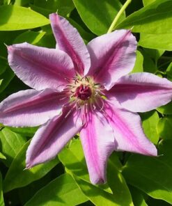 Clematis Nelly Moser (wielkokwiatowy) P9/C1 - obrazek 3
