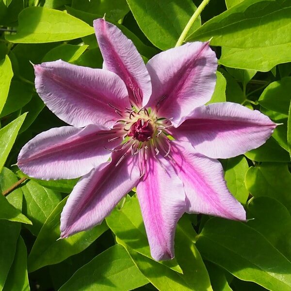 Clematis Nelly Moser (wielkokwiatowy) P9/C1 - obrazek 3