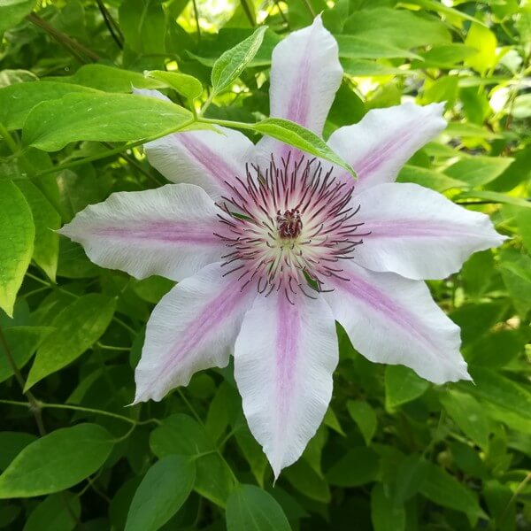 Clematis Nelly Moser (wielkokwiatowy) P9/C1 - obrazek 2