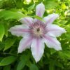 Clematis Nelly Moser (wielkokwiatowy) poj. 2l