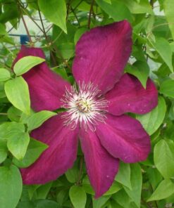 Clematis Niobe (wielkokwiatowy) P9/C1 - obrazek 5