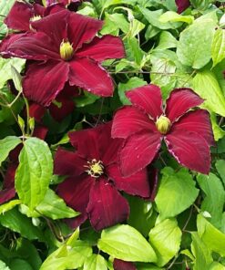 Clematis Niobe (wielkokwiatowy) P9/C1 - obrazek 4