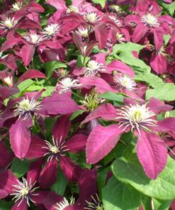 Clematis Niobe (wielkokwiatowy) P9/C1 - obrazek 3