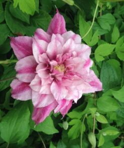 Clematis wielkokwiatowy Patricia Ann Fretwell 'Pafar' poj. 2L - obrazek 3