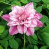 Clematis wielkokwiatowy Patricia Ann Fretwell 'Pafar' poj. 2L