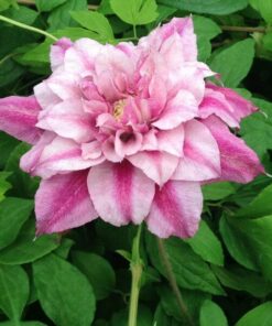 Clematis wielkokwiatowy Patricia Ann Fretwell 'Pafar' poj. 4L - obrazek 3