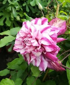 Clematis wielkokwiatowy Patricia Ann Fretwell 'Pafar' poj. 4L