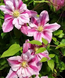 Clematis wielkokwiatowy Patricia Ann Fretwell 'Pafar' P9/C1 - obrazek 4