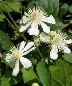 Clematis Paul Farges (botaniczny) PACHNĄCY poj. 2L