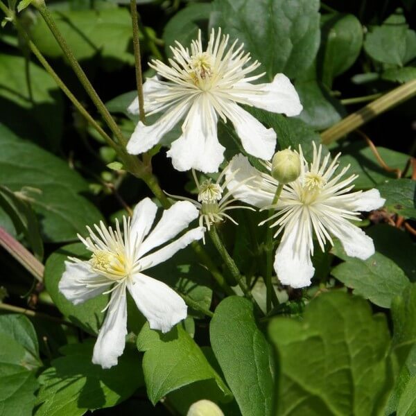 Clematis Paul Farges (botaniczny) PACHNĄCY poj. 2L