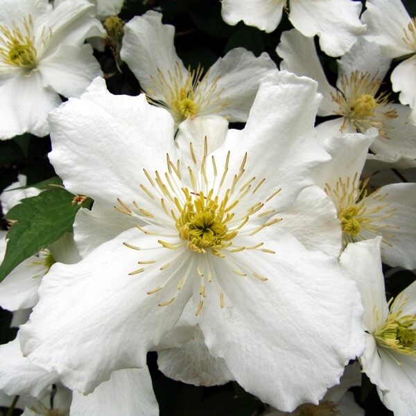 Clematis Paul Farges (botaniczny) PACHNĄCY poj. 2L - obrazek 5