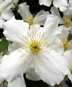 Clematis Paul Farges (botaniczny) PACHNĄCY poj. 4L - obrazek 5