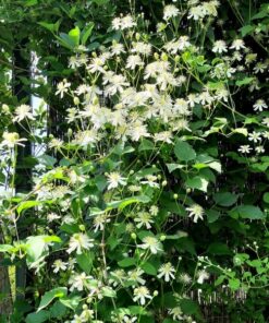 Clematis Paul Farges (botaniczny) PACHNĄCY poj. 4L - obrazek 4