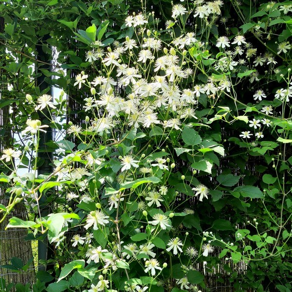 Clematis Paul Farges (botaniczny) PACHNĄCY poj. 4L - obrazek 4