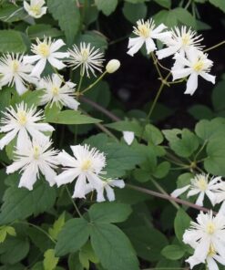 Clematis Paul Farges (botaniczny) PACHNĄCY poj. 4L - obrazek 3