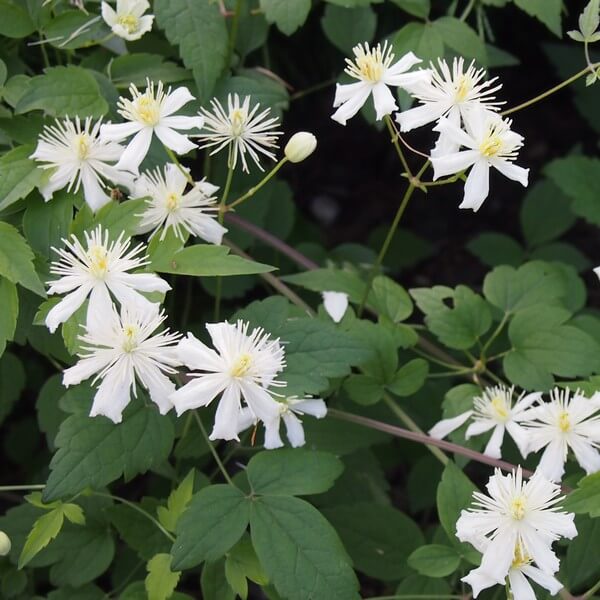Clematis Paul Farges (botaniczny) PACHNĄCY poj. 4L - obrazek 3