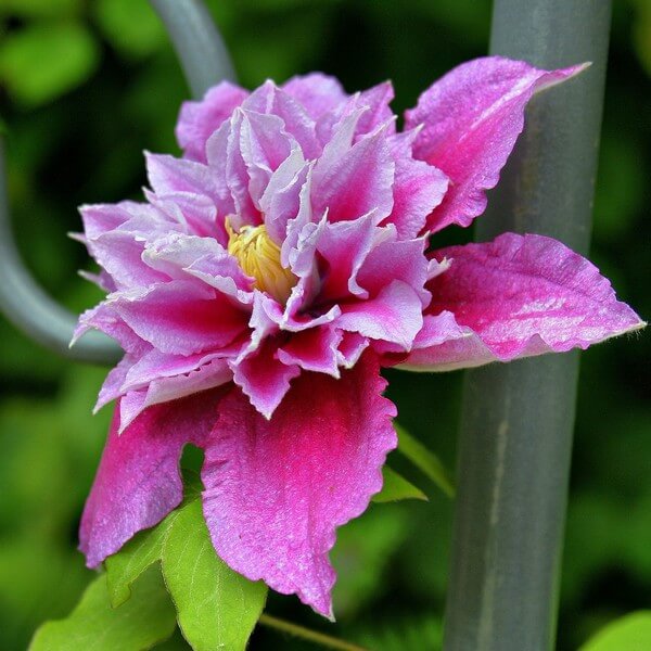 Clematis Piilu (wielkokwiatowy) PEŁNY poj. 2l - obrazek 3