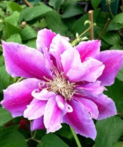 Clematis Piilu (wielkokwiatowy) PEŁNY poj. 2l
