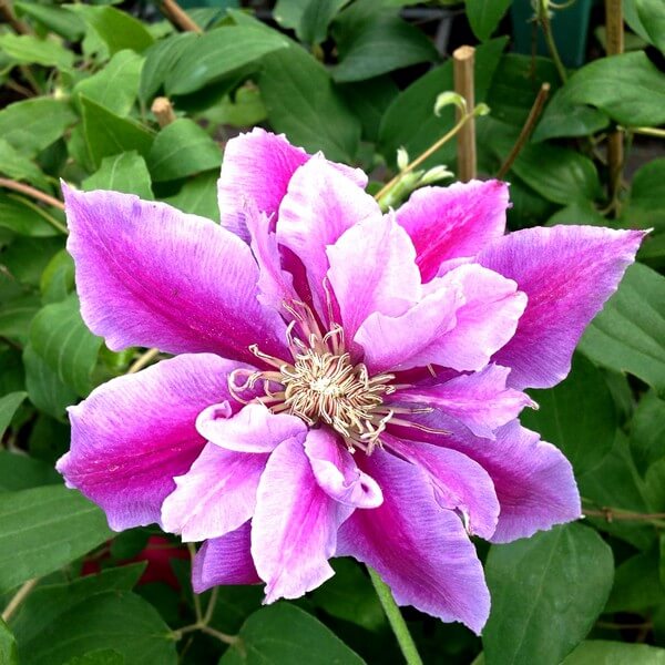 Clematis Piilu (wielkokwiatowy) PEŁNY poj. 2l
