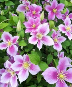 Alternative view of Clematis Piilu (wielkokwiatowy) PEŁNY poj. 2l