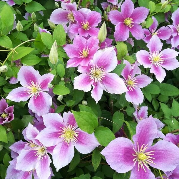 Clematis Piilu (wielkokwiatowy) PEŁNY poj. 2l - obrazek 2