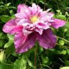 Clematis Piilu (wielkokwiatowy) PEŁNY poj. 4l