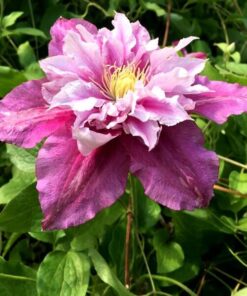 Clematis Piilu (wielkokwiatowy) PEŁNY poj. 2l - obrazek 5