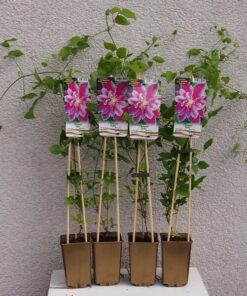 Clematis Piilu (wielkokwiatowy) PEŁNY poj. 4l - obrazek 6