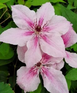Clematis Pink Fantasy w poj, 4L - obrazek 4