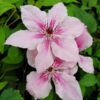 Clematis Pink Fantasy w P9/C1