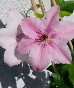 Clematis Pink Fantasy w P9/C1 - obrazek 5