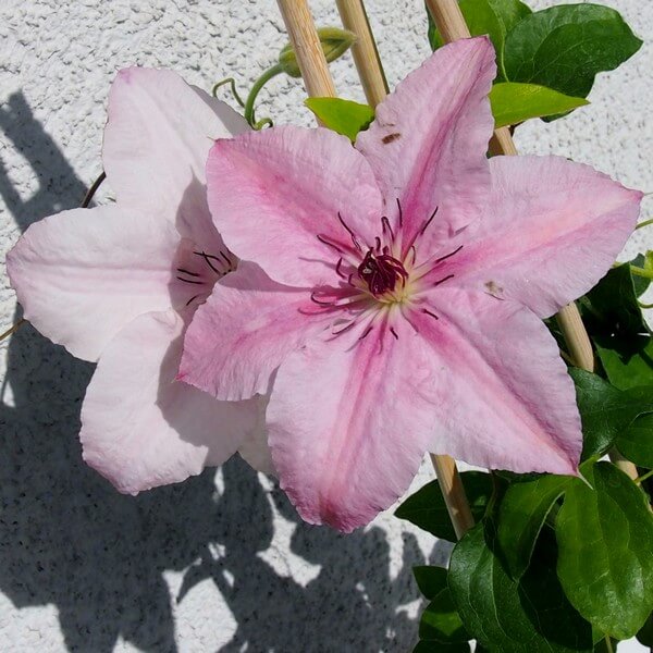 Clematis Pink Fantasy w P9/C1 - obrazek 5
