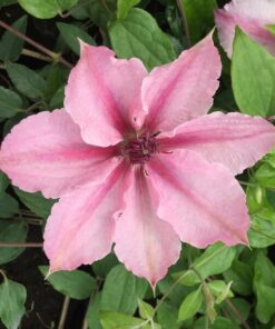 Clematis Pink Fantasy w poj. 2L - obrazek 4