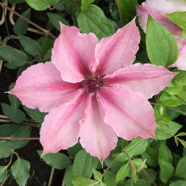 Clematis Pink Fantasy w P9/C1 - obrazek 4