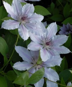 Clematis Pink Fantasy w poj, 4L - obrazek 2