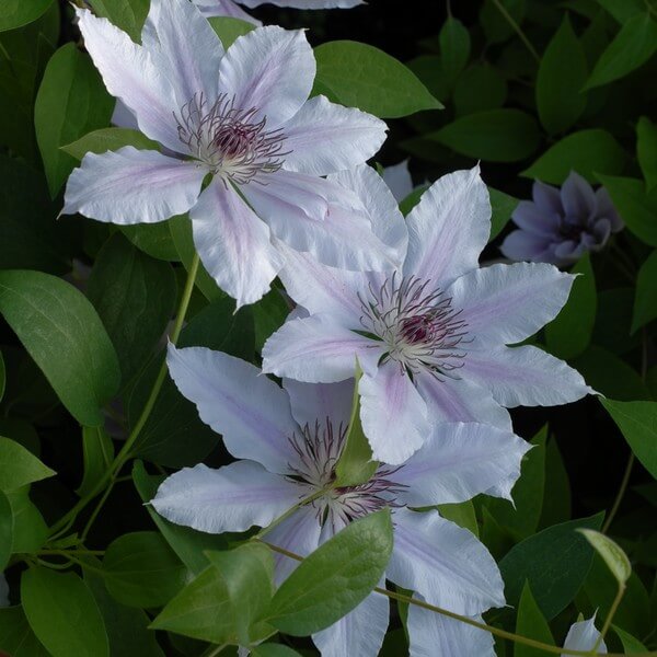 Clematis Pink Fantasy w poj, 4L - obrazek 2
