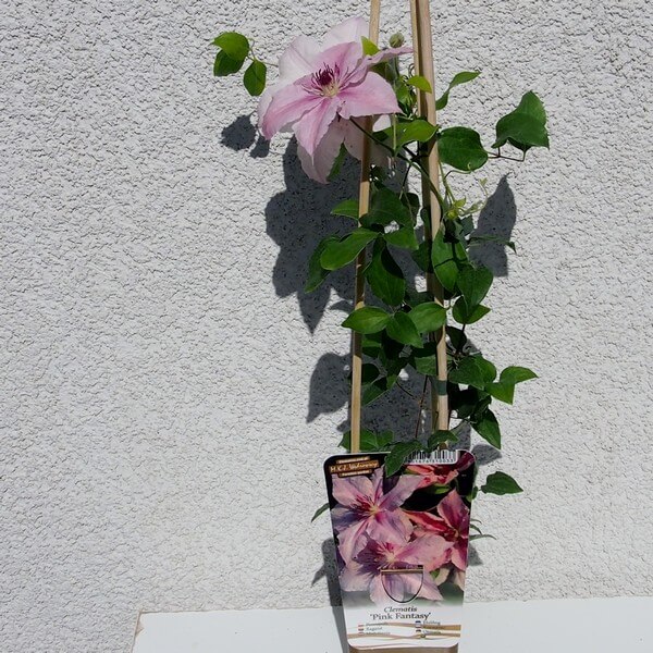 Clematis Pink Fantasy w poj, 4L - obrazek 5