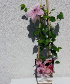 Clematis Pink Fantasy w poj. 2L - obrazek 5