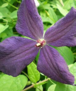 Alternative view of Clematis Polish Spirit poj, 4L