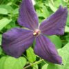 Clematis Polish Spirit P9/C1