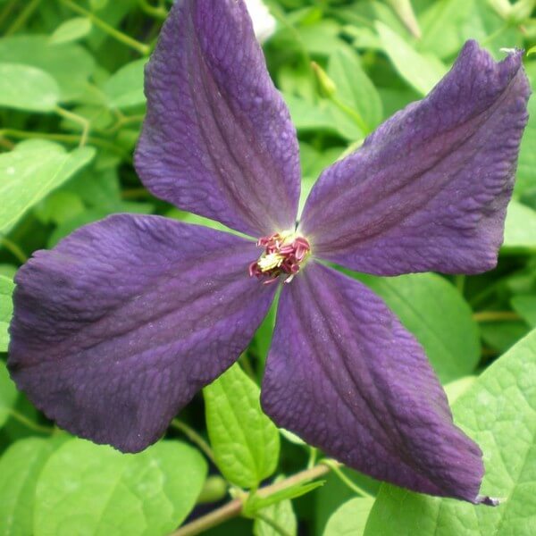 Clematis Polish Spirit P9/C1