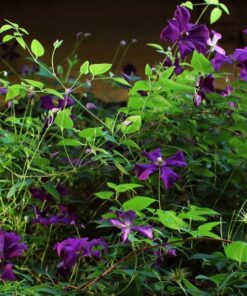Clematis Polish Spirit P9/C1 - obrazek 3