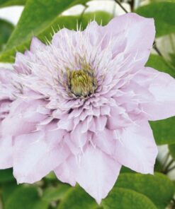 Clematis Proteus (wielkokwiatowy) PEŁNY poj. 2l - obrazek 4